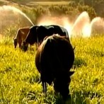 VIDA-NO-CAMPO---16.10.2011