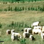 Vida-no-Campo-22-01-2012