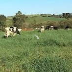 VIDA NO CAMPO - 14.01.2013