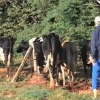 VIDA NO CAMPO - 11.02.2013