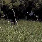 VIDA NO CAMPO - 17.11.2013