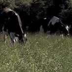 VIDA NO CAMPO - 26.01.2014