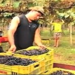 VIDA NO CAMPO - 02.02.2014