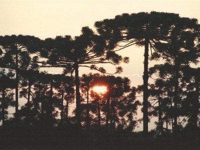 meio_ambiente_13_12_2012 (Large)