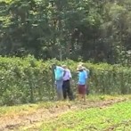 VIDA NO CAMPO - 25.05.2014