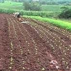 VIDA NO CAMPO - 10.08.2014