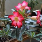 SINTONIA 14 - EXPOFLOR