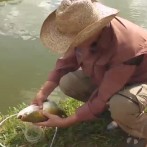 pesca